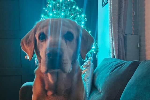 Rachael and Phil Gair's Labrador Koopa passed away in January 2024 and was cared for by Roxy's Rainbow Pet Cremation.