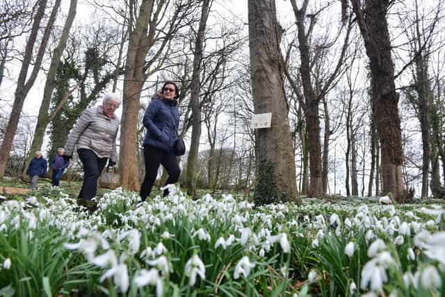 Greatham snowdrop afternoon is returning for the first time since the pandemic.