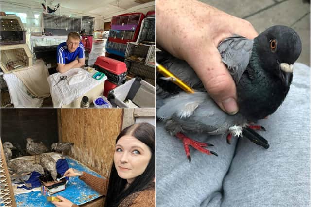 Hartlepool Wildlife Rescue which has taken in animals including a pigeon which was shot with a crossbow.