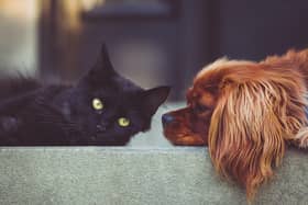 Cats and dogs could need a Covid vaccine to help stop the spread of the virus, scientists have said.