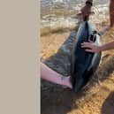 An operation began to save the porpoise on Friday, July 31.