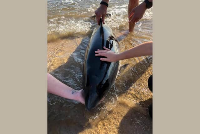 An operation began to save the porpoise on Friday, July 31.