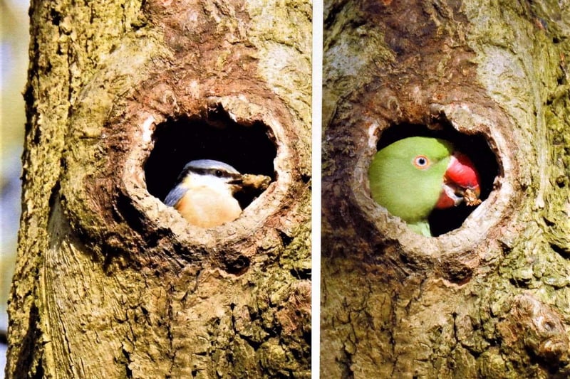 This photo was taken by Les Cornthwaite, who told how after watching the nuthatch spend 10 minutes trying to reduce the size of the hole with mud, along came the parakeet and ruined everything
