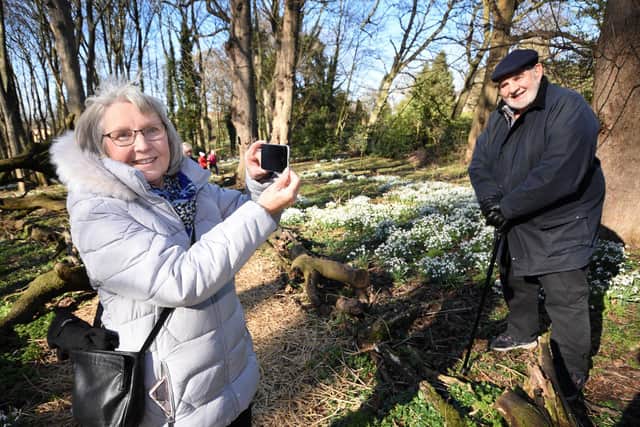 Ann Sotheran from the Headland, Hartlepool takes a photo of her husband John amongst the spring snowdrops.