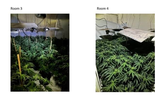 Just some of the 816 cannabis plants found in the police raid.