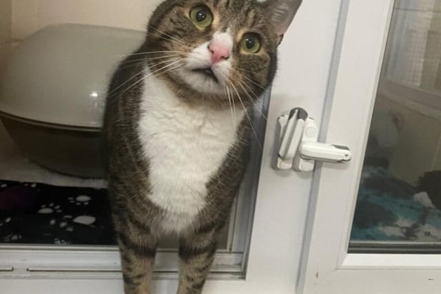Max is aged seven years and seven months and is neutered male short-haired domestic cat.