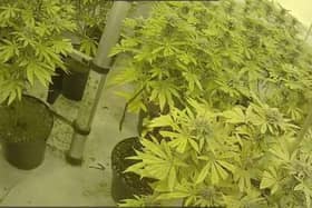 Police discovered over 209 cannabis plants in a Hartlepool property./Photo: Cleveland Police