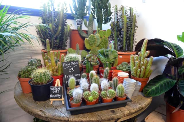 Plantopia stocks a wide variety of cacti.