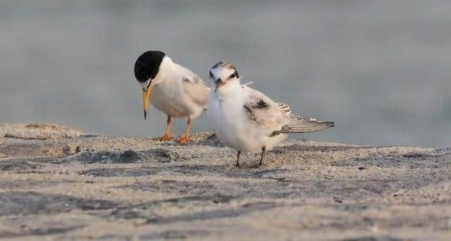 The little terns are legally-protected./Photo: Pixabay