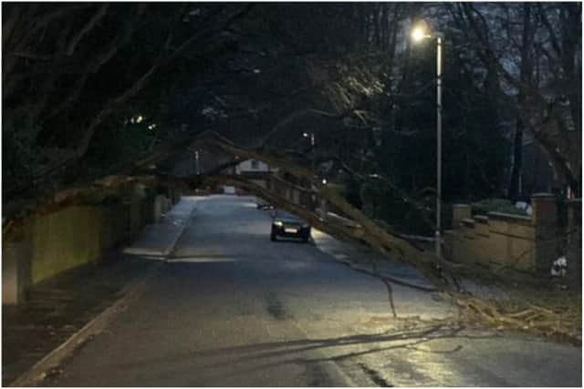 The fallen tree which blocked Coniscliffe Road in Hartlepool.