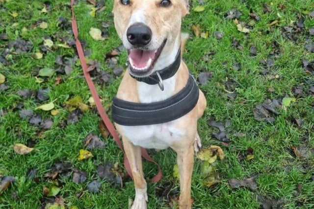Two-year-old Scout is also looking for a new home. He could possibly live with children and other dogs as well.