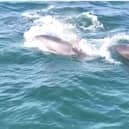 Nathan Hobday captured this great video of the dolphins arching in and out of the waves just a mile off coast.
