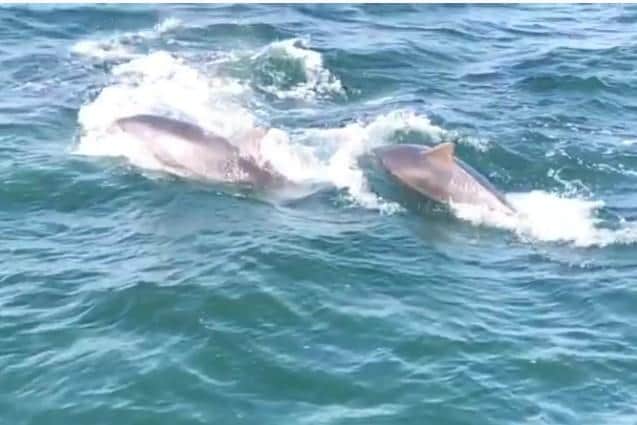 Nathan Hobday captured this great video of the dolphins arching in and out of the waves just a mile off coast.
