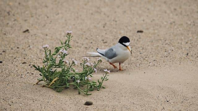 The little terns have been nesting in Seaton carew since 2019./Photo: Amanda Bell
