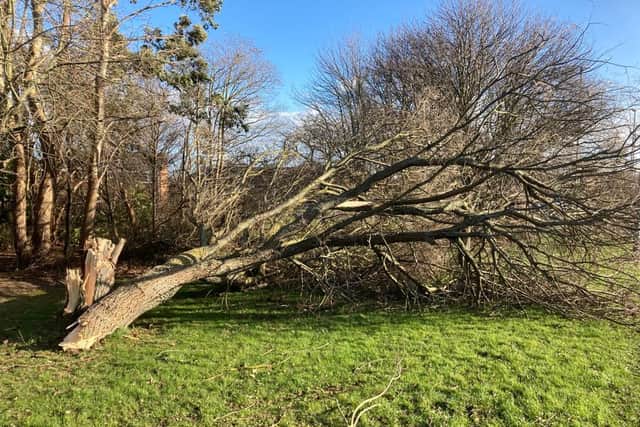 Strong winds caused a tree to fall at Hart Lane, in Hartlepool