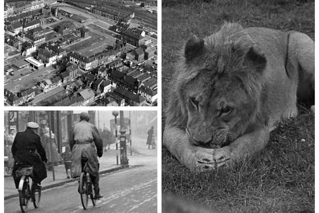 The story of an auction in Lynn Street which included lions.