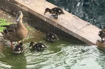 You can see ducklings all over Doncaster at the moment. From @doncasterlions