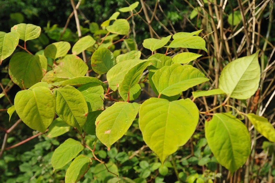 Invasive plants in the UK and how to manage them
