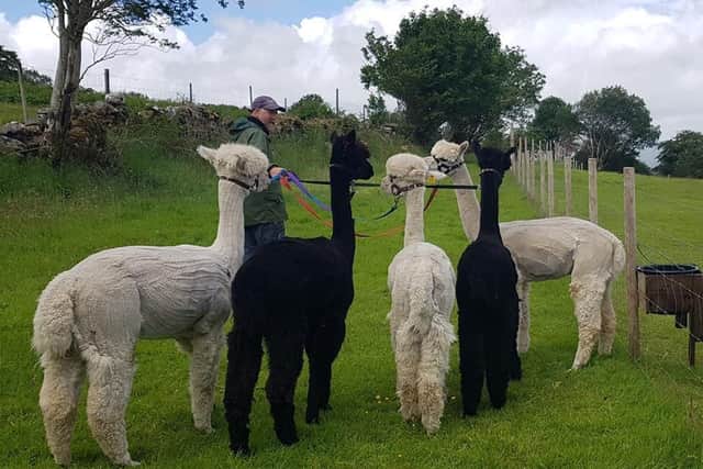 Alpacas and pygmy goats were among last year's supporters of the Summer #Sallyrun in the Republic of Ireland.