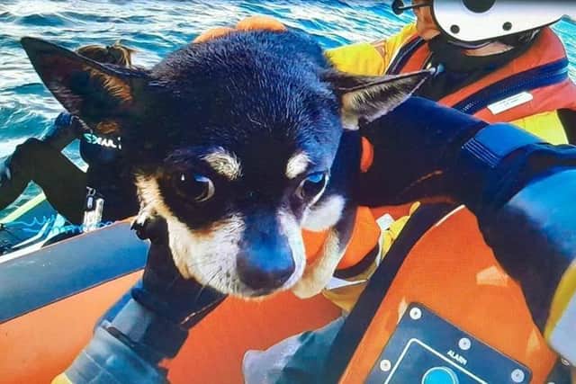 In safe hands: Two-year-old chihuahua 'Remy' aboard the Hartlepool RNLI inshore lifeboat./Photo: RNLI/Tom Collins