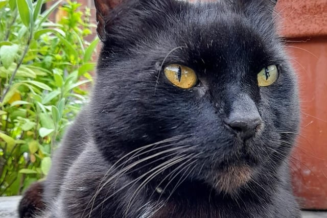 Chrissie Buckthorpe posted this image of her cat, Ralph.