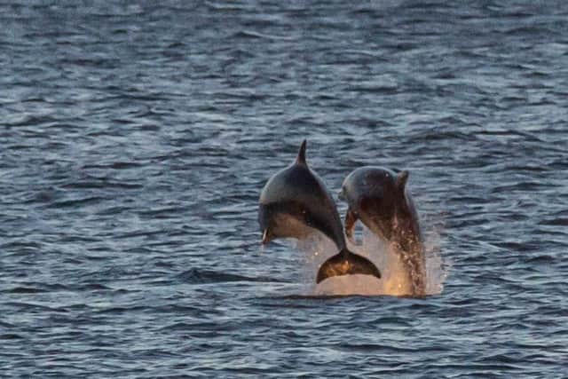 A pair of dolphins splashing in the water near the Headland./Photo: Anthony Skordis