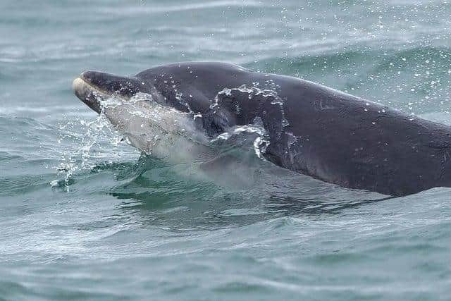 A pod of bottlenose dolphins have been seen off the North East coast in recent weeks. Photo: Stuart Baines.