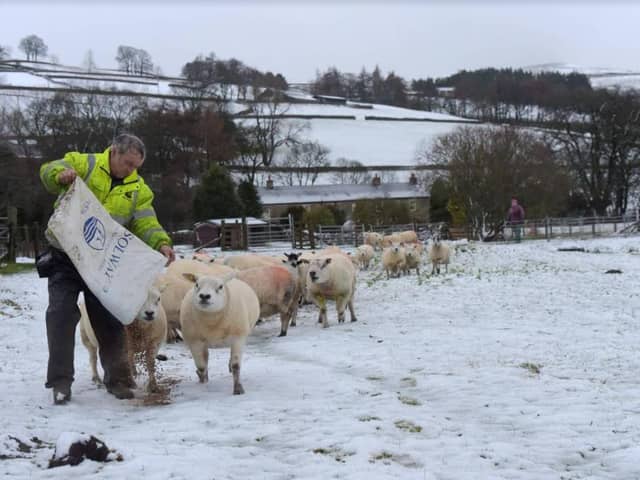Sheep in Ireshopeburn are fed after snow fell across Weardale.