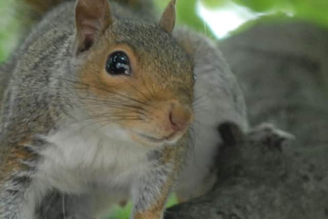 A squirrel was in the news in Hartlepool when it got stuck inside a feeder.