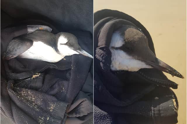 The guillemot was rescued from the water at Seaton Carew Beach but later died.
