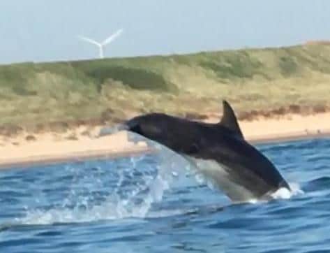 One of the photos showed a dolphin as it jumped out of the water.