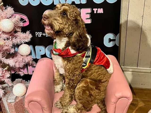 Cooper shows off his Christmas coat.