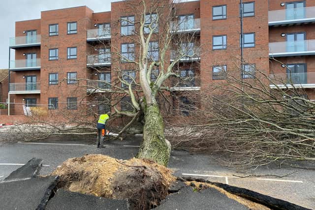 An uprooted tree in Sunderland caused by Storm Arwen.