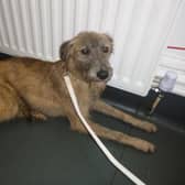 Elsie the lurcher has recovered after she was previously mistreated.