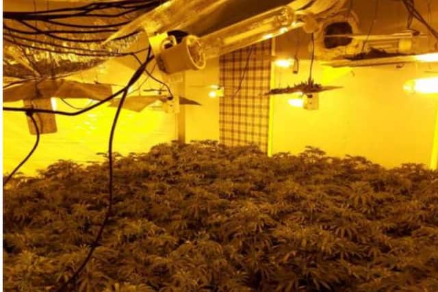 Inside the cannabis farm in Grange Road, Hartlepool.