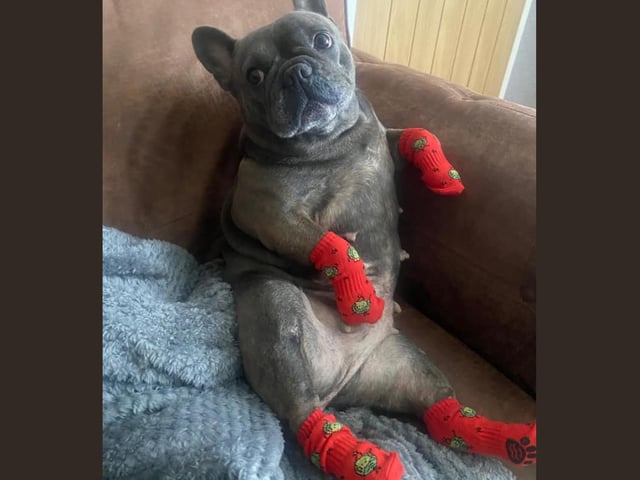 Luna knows the importance of keeping those paws warm in the winter months.