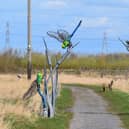 A new dragonfly boardwalk has opened at RSPB Saltholme. Photo: Claire Freeburn