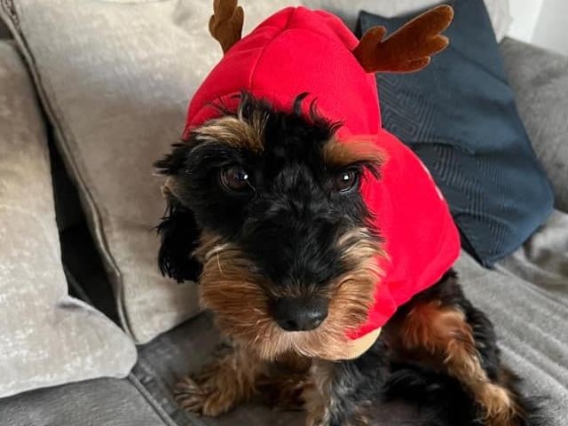 Forget Donner and Blitzen - it's reindog Bertie you want pulling the sleigh this year.