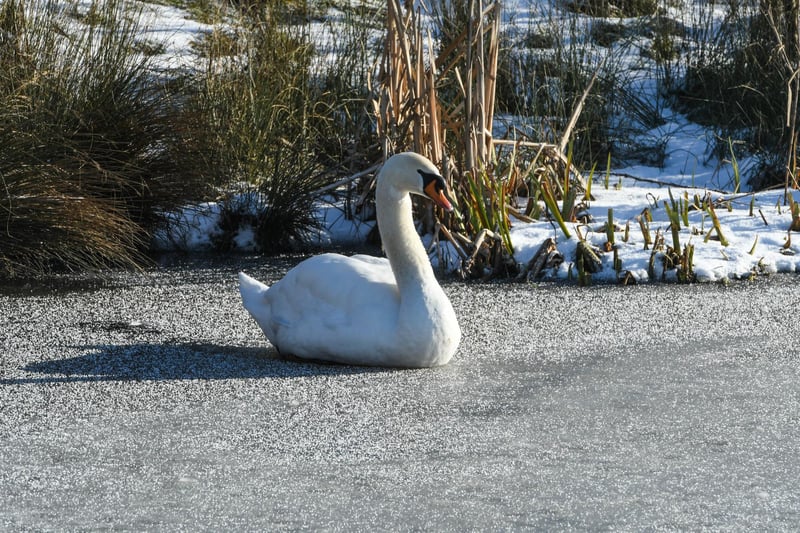 A swan in Herrington Country Park.