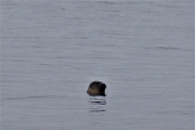 Denny spotted Sammy the Seal on Tuesday morning./Photo: Denny Hunter