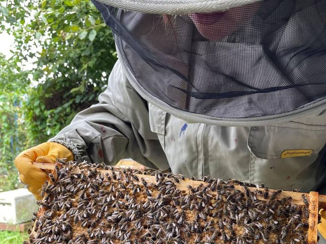 Hartlepool Folk Festival is looking to bring beekeeping to communities.