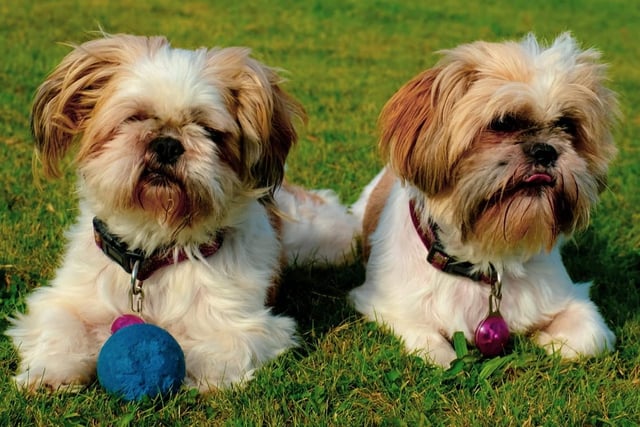 Lucky and Poppy take a breather from playing ball and enjoy the sunshine.