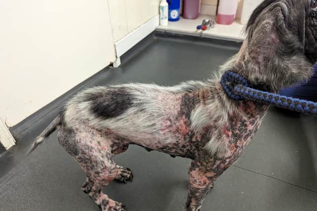 Skye suffered significant fur loss. Picture: RSPCA