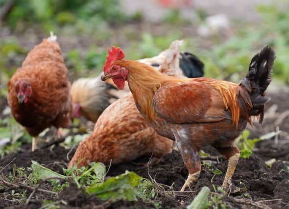 Warning issued to Hartlepool poultry keepers after outbreak of bird flu in region