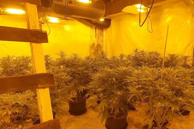 A Cleveland Police photograph of a cannabis farm discovered in Raby Road, Hartlepool, on November 18.