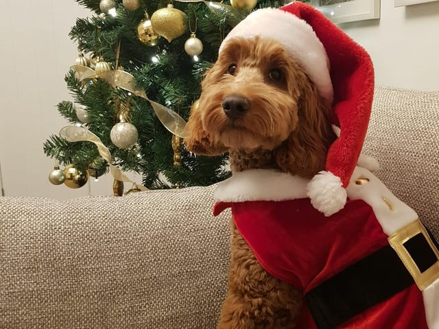 Cooper's wearing the power suit - and he's calling the shots this Christmas!
