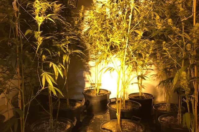 Officers seized over a hundred cannabis plants at the weekend.