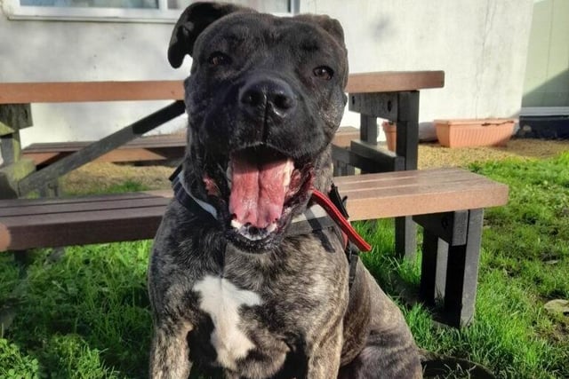 Maisie is mastiff cross and she is three. She can't live with dogs, cats or children.