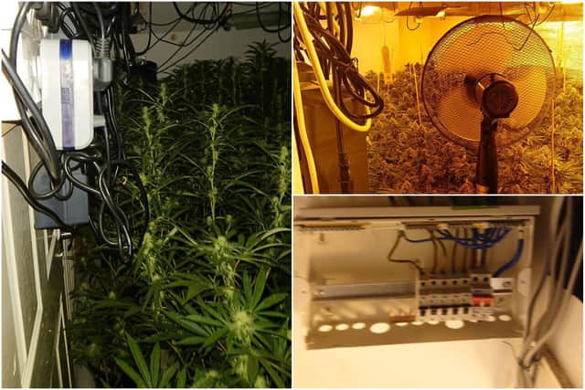 Cleveland Police has released images taken inside the house in Sheriff Street following the discovery of a cannabis farm earlier today.