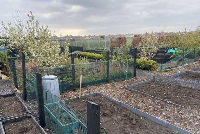 The community allotments at Waverley Terrace.